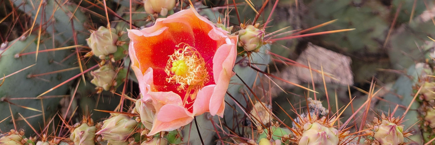Ascendify Wellness Scottsdale Travel Wellness