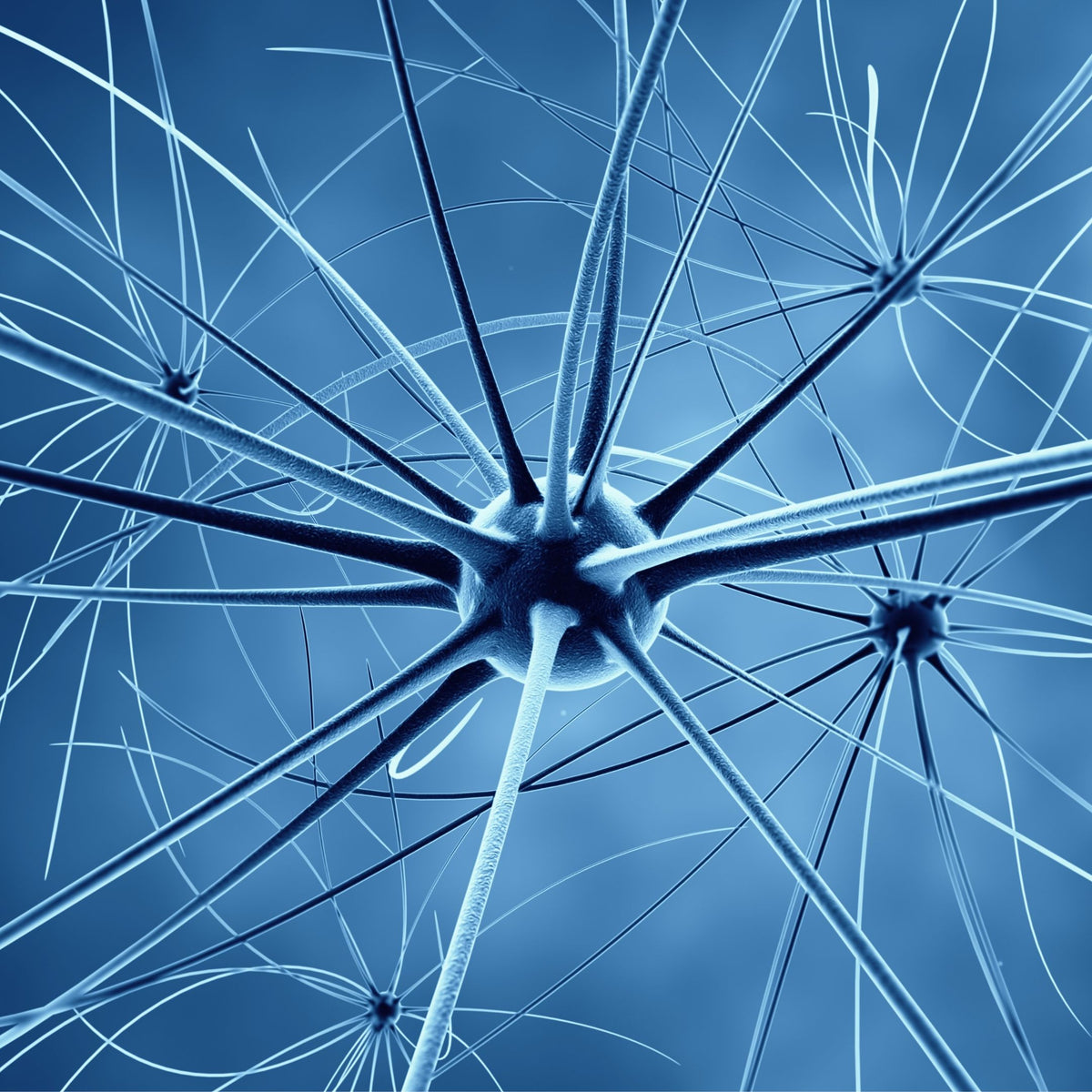 Guided meditation activates the parasympathetic nervous system for nervous system regulation image of neurons.